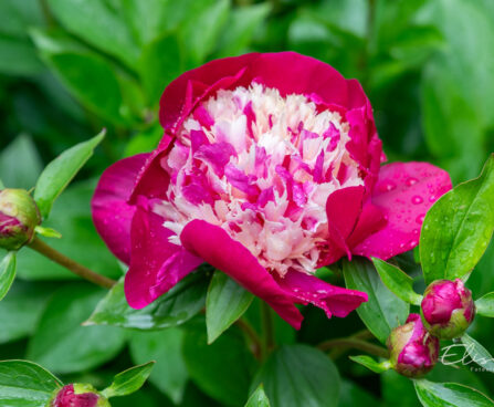 Paeonia lactiflora `White Cap` pojeng (2)