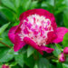 Paeonia lactiflora `White Cap` pojeng (2)