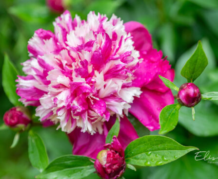 Paeonia lactiflora `White Cap` pojeng (1)