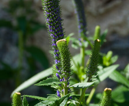 1761_4576_Veronica_spicata_Christa_1.jpg