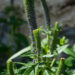 1761_4576_Veronica_spicata_Christa_1.jpg