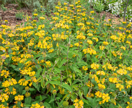 Phlomis russeliana süüria tuliürt