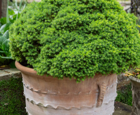 Picea glauca `Alberta Globe` kanada kuusk