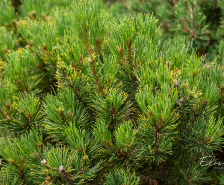 Pinus mugo `Carstens`