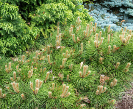Pinus nigra `Keightley Broom` must mänd