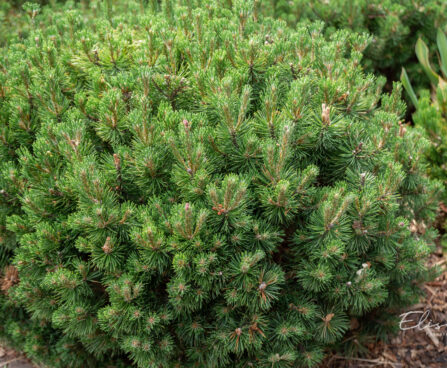 Pinus mugo `Mops`