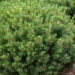 Pinus mugo `Mops`