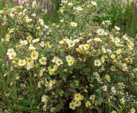 Potentilla fruticosa `Primrose Beauty`
