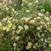 Potentilla fruticosa `Primrose Beauty`