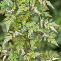 Rubus thibetanus (2)