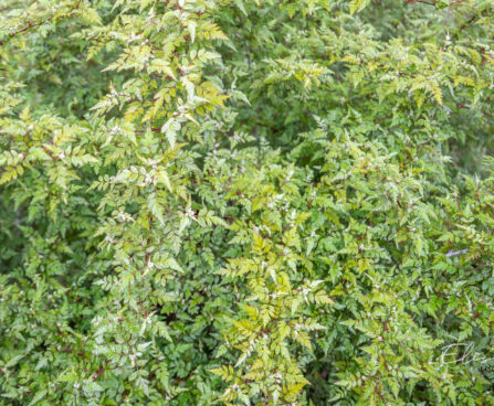 Rubus thibetanus (3)