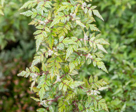 Rubus thibetanus (1)