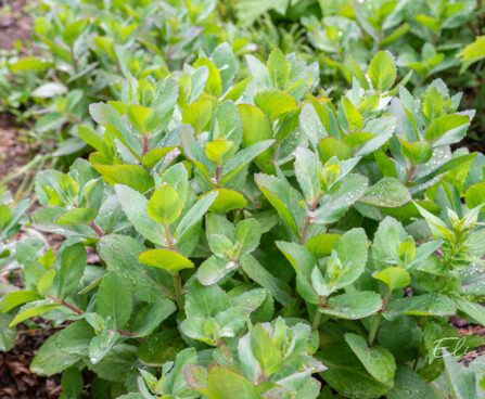 Sedum Hylotelephium `Matrona` kukehari