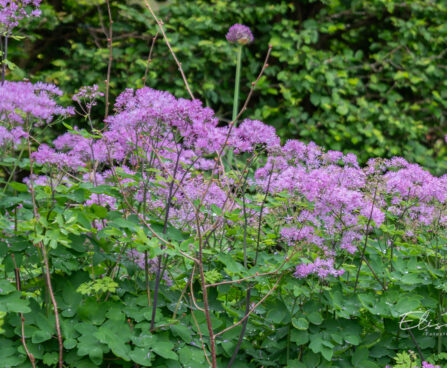 Thalictrum aquilegifolium kurekell-ängelhein