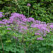 Thalictrum aquilegifolium kurekell-ängelhein