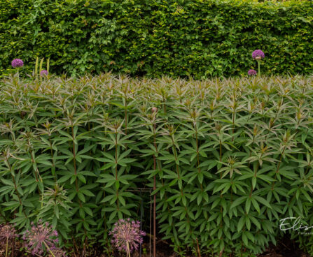 Veronicastrum virginicum virgiinia männasmailane