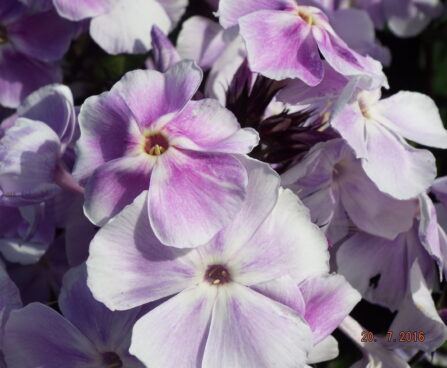 Phlox paniculata STERNHIMMEL aed-leeklill floks Foto Aide Vendla