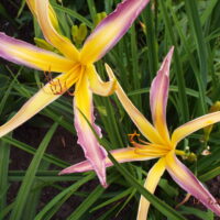 Hemerocallis STRING BIKINI päevaliilia Foto Aide Vendla