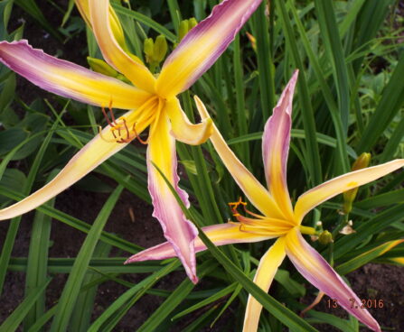 Hemerocallis STRING BIKINI päevaliilia Foto Aide Vendla