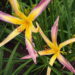 Hemerocallis STRING BIKINI päevaliilia Foto Aide Vendla