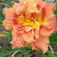 Hemerocallis CONGO CORAL päevaliilia Foto Aide Vendla