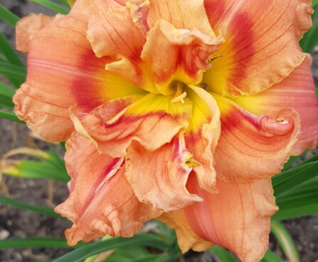 Hemerocallis CONGO CORAL päevaliilia Foto Aide Vendla