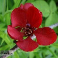 Chaenomeles superba `Red Trail`-kaunis ebaküdoonia