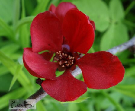 Chaenomeles superba `Red Trail`-kaunis ebaküdoonia