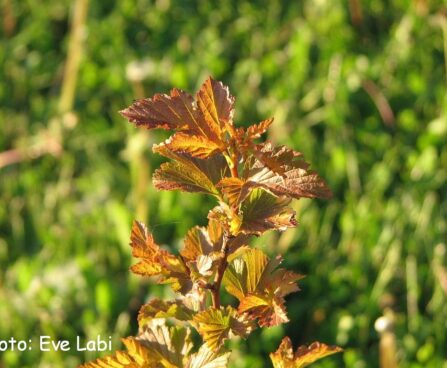 Physocarpus opulifolius `Amber Jubilee`-põisenelas2