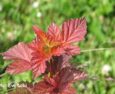 Physocarpus opulifolius `Amber Jubilee`-põisenelas