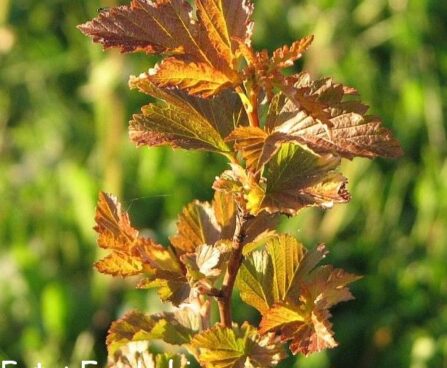 Physocarpus opulifolius `Amber Jubilee`-põisenelas 3