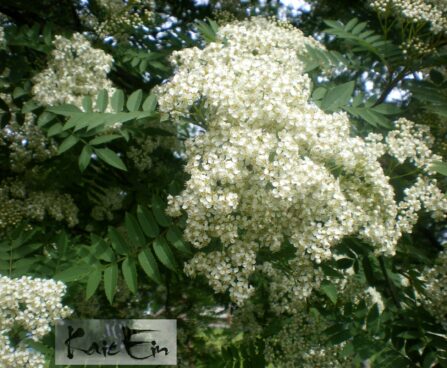 sorbus aucuparia -har. pihlakas õitseb