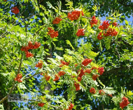 sorbus aucuparia- harilik pihlakas viljad