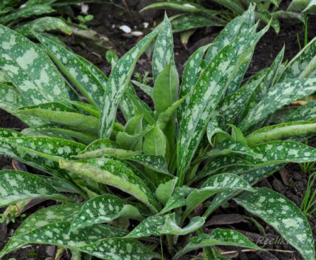 1771_4388_Pulmonaria_hybrida_Raspberry_Splash.jpg