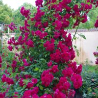 Rosa`Excelsa`-roniroos2