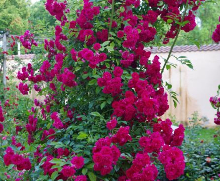 Rosa`Excelsa`-roniroos2