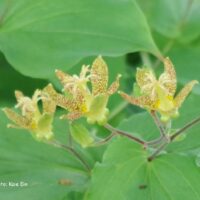 Tricyrtis `Golden Festival`-kõrreliilia (2)
