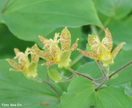 Tricyrtis `Golden Festival`-kõrreliilia (2)