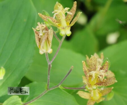 Tricyrtis `Golden Festival`-kõrreliilia