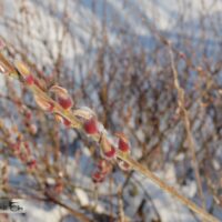 Salix gracilistyla `Mount Aso`-pikaemakalinepaju 2