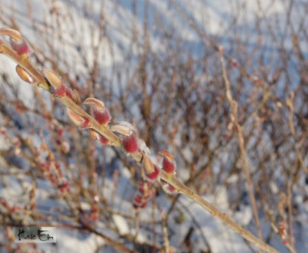 Salix gracilistyla `Mount Aso`-pikaemakalinepaju 2