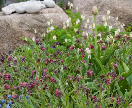 1771_8150_Pulmonaria_hybrida_Raspberry_Splash.JPG