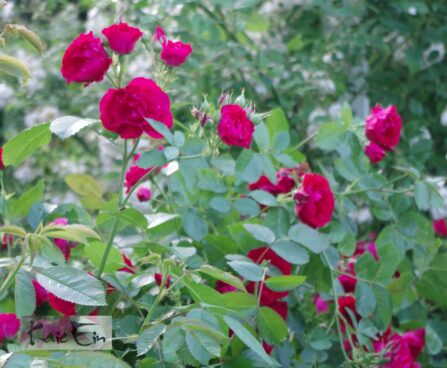 Rosa `Flammentanz` 3-roniroos