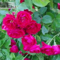 Rosa `Flammentanz`-roniroos