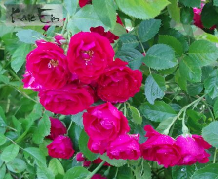 Rosa `Flammentanz`-roniroos