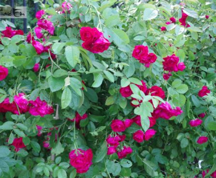 Rosa `Flammentanz`-1-roniroos