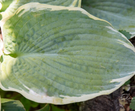 1787_10905_Hosta_American_Halo_.jpg