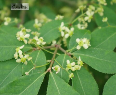 Euonymus alatus `Compactus` õis tiivuline kikkapuu
