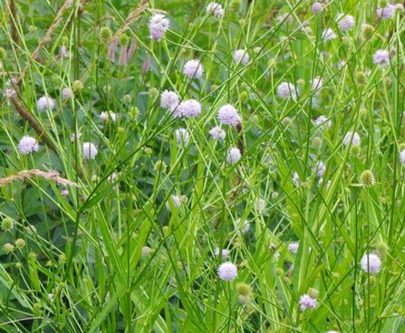 Succisella inflexa `Frosted Pearls`-jaaguleht