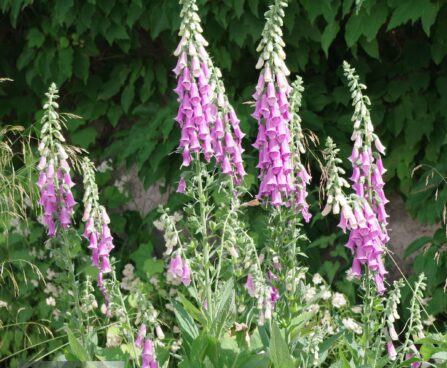 Digitalis sp.-sõrmkübaralill